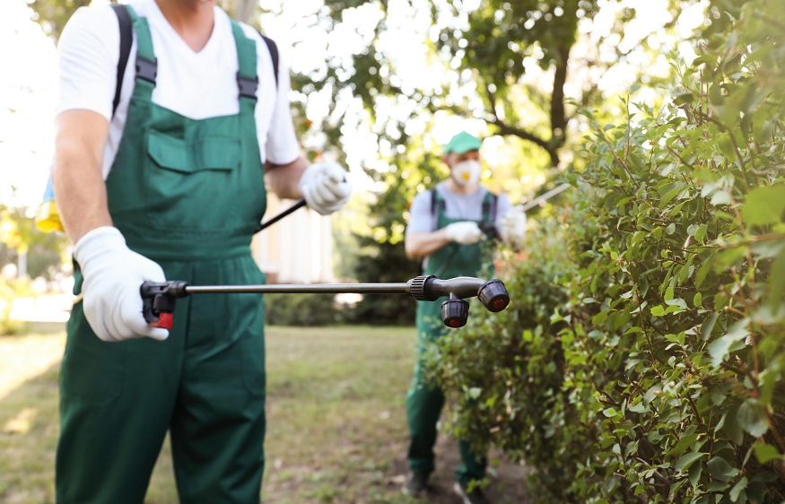 Best Pest Control Services