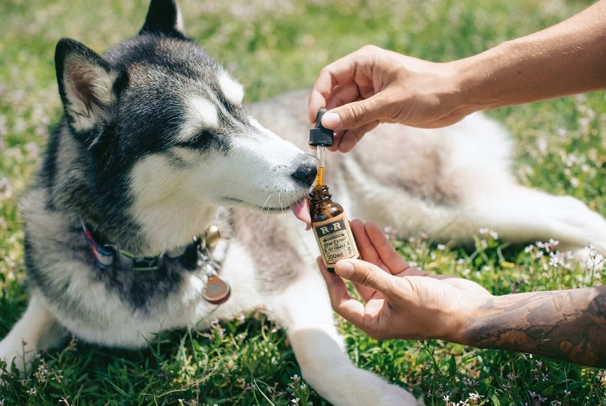 Pet with CBD